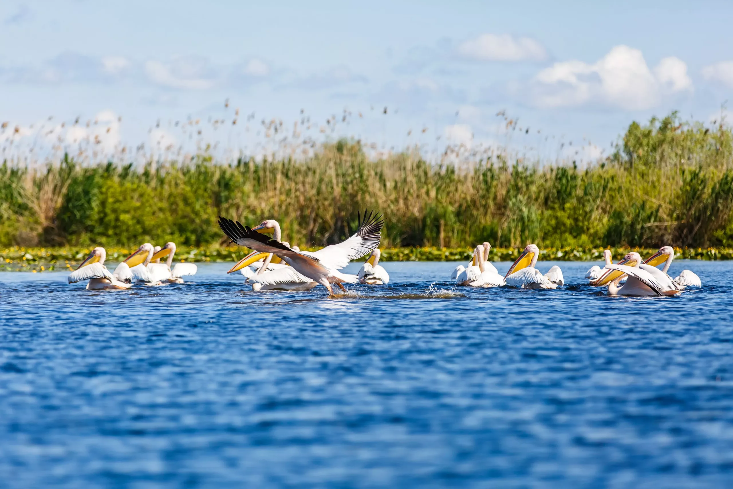 Pelicani pe Dunăre
