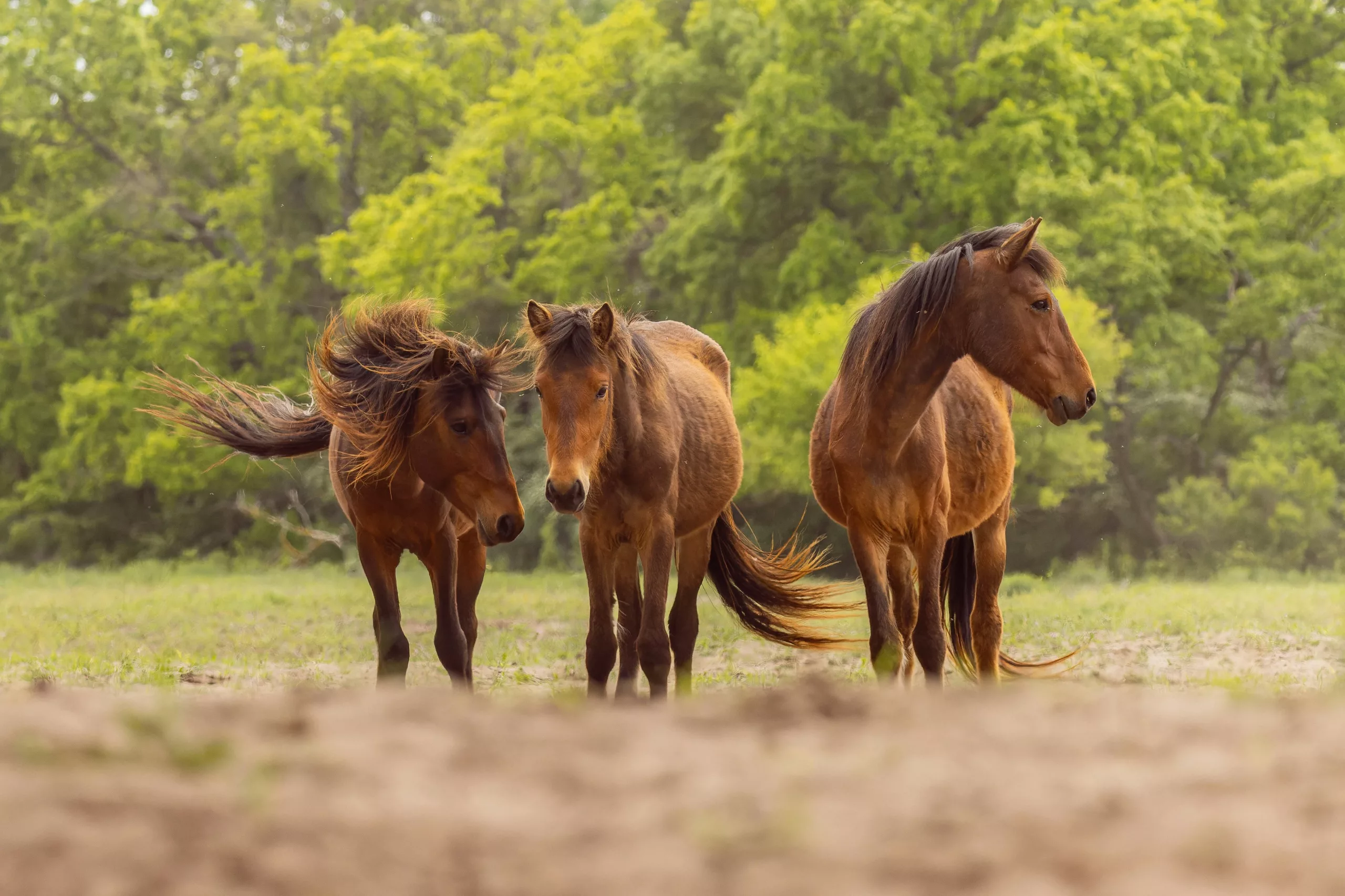 Wild horses from Letea Forest Natural Reserve in the Danube Delta