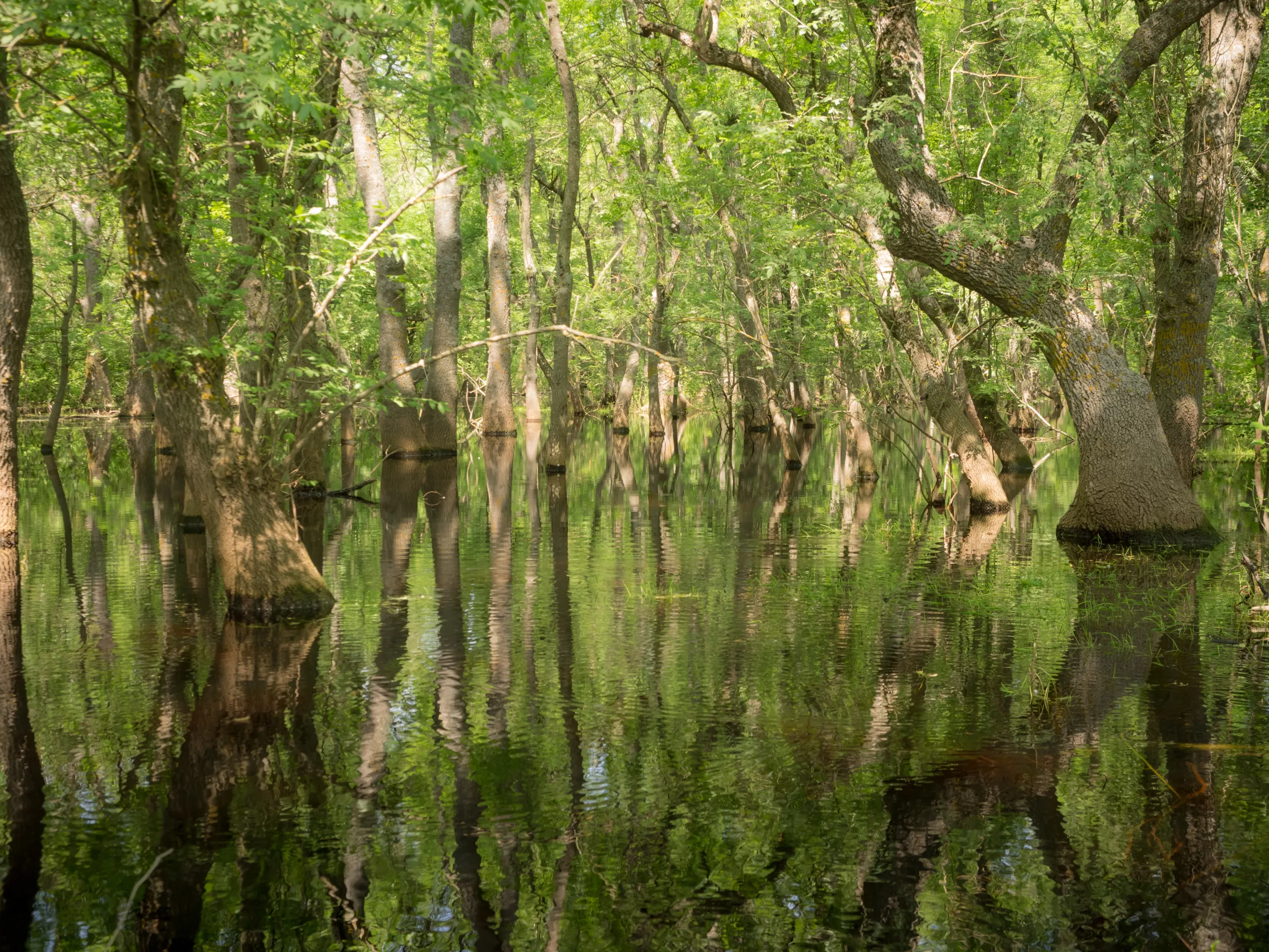 Swamp in Letea forest, after the rain, Danube Delta, Romania - World Heritage Site