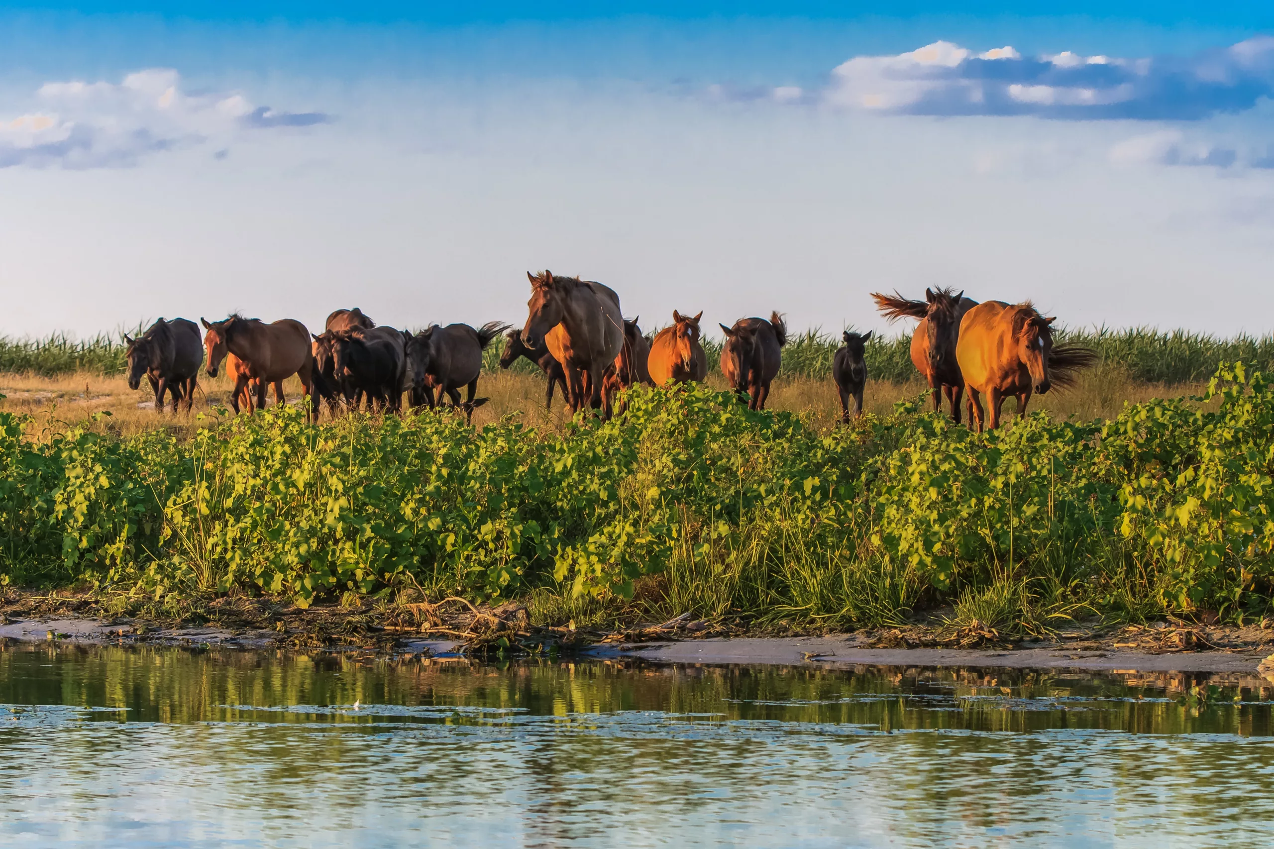 Horses on the edge of a channel of water, Danube Delta, Romania