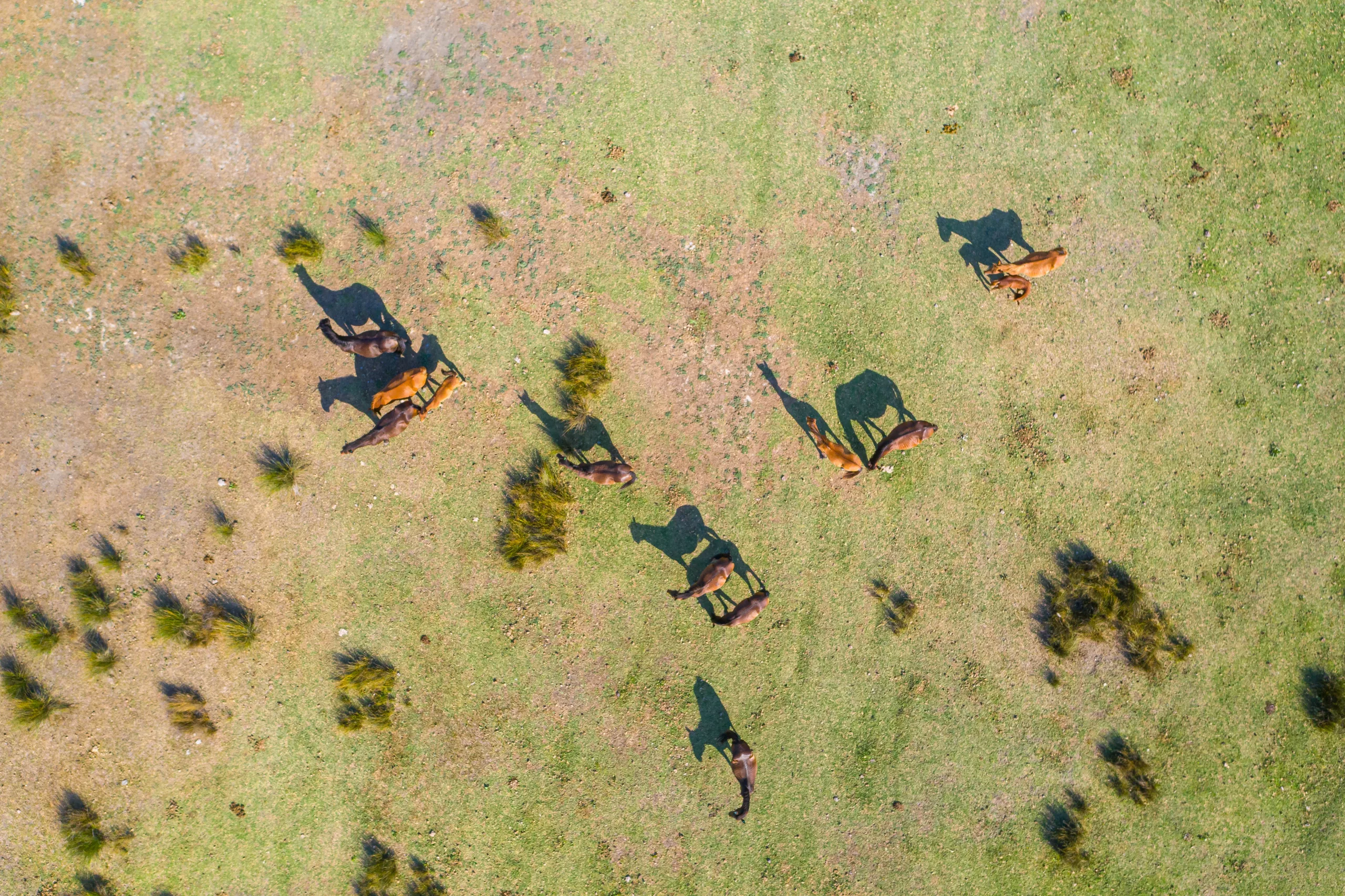 Aerial view of a big group of wild horses from Letea Forest, Danube Delta, Romania during a sunny day