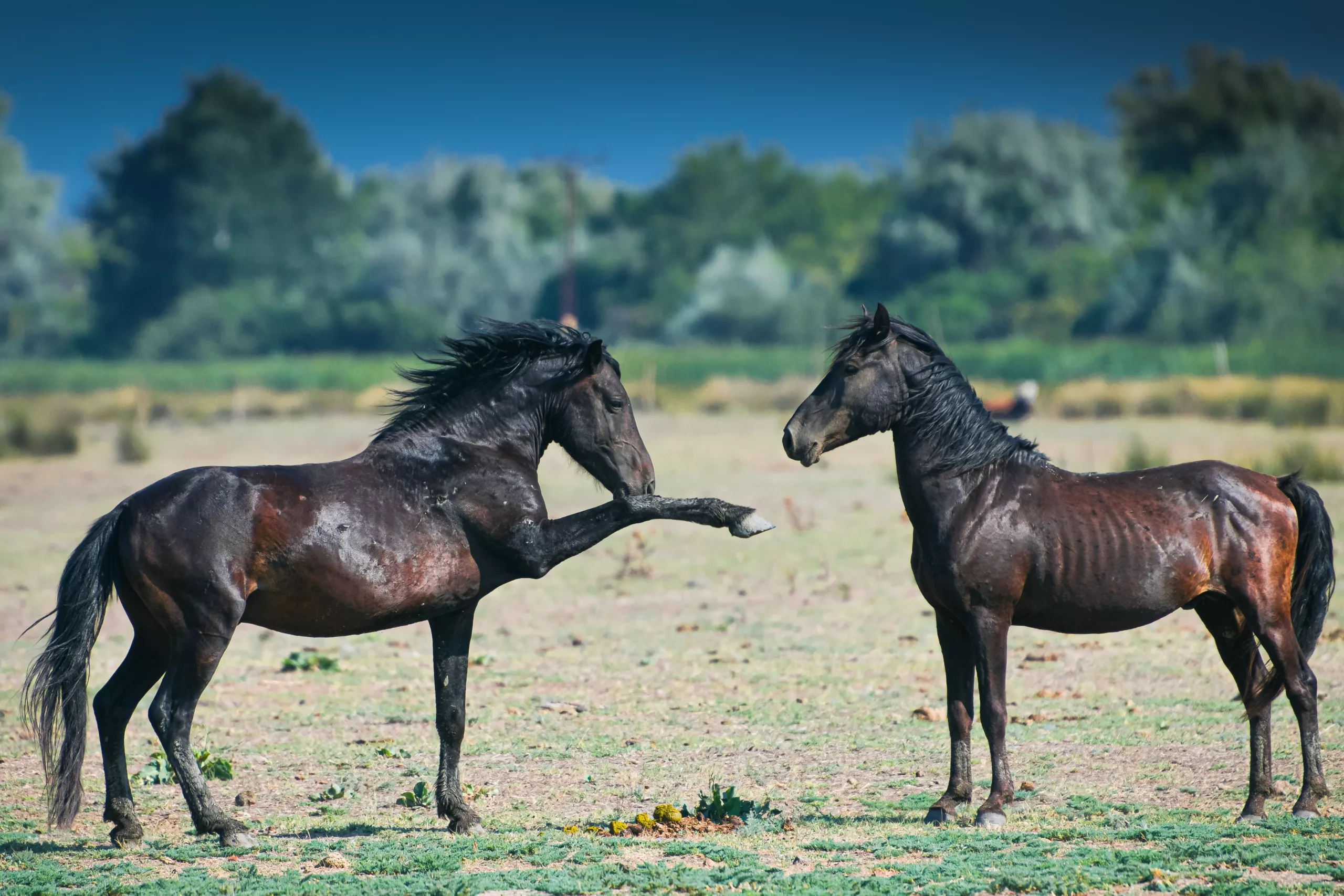 Wild horses in Letea Forest from Danube Delta in Romania during a blue sky sunny day