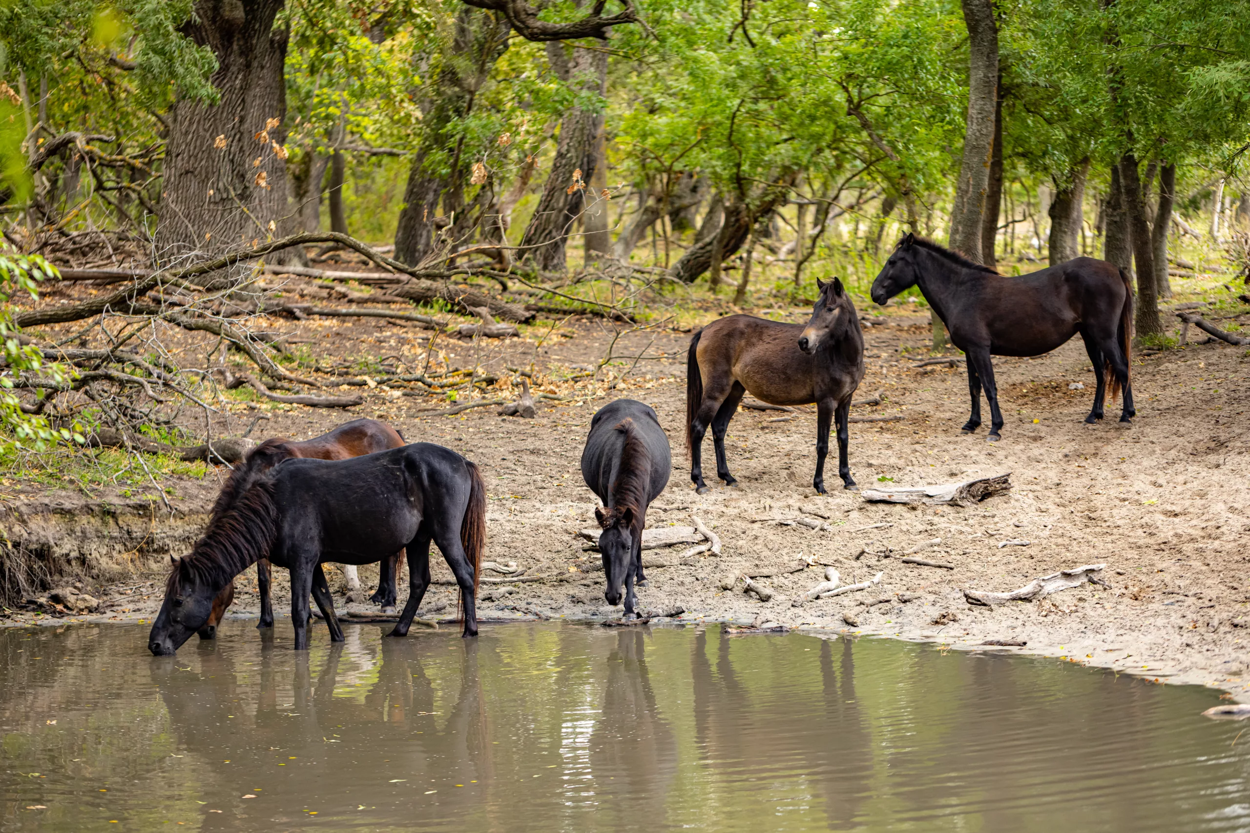 Wild horses drinking in Letea forest from Danube