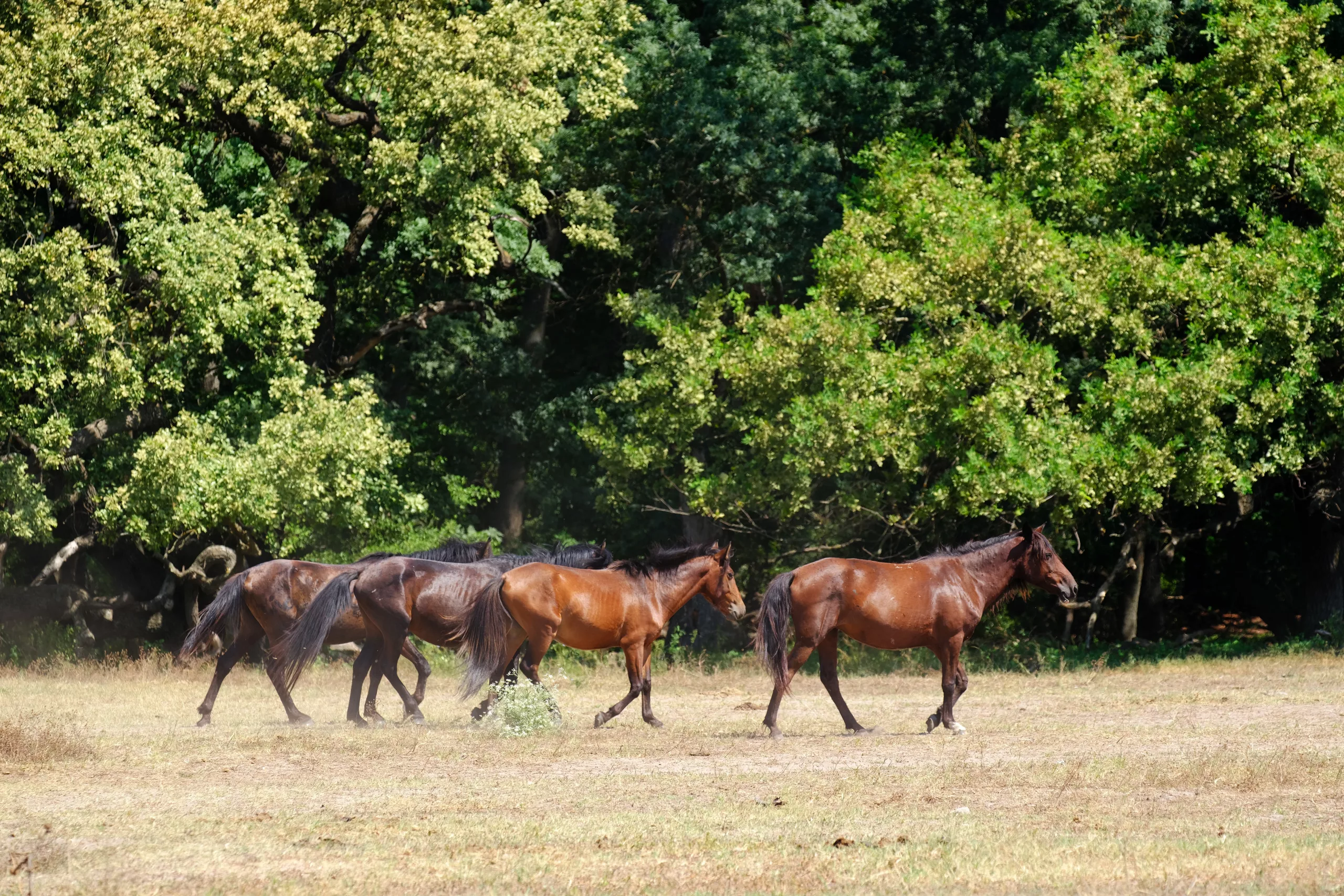 Letea forest, Tulcea county, Romania. Wild horses in Danube Delta. Natural reservation of Letea.