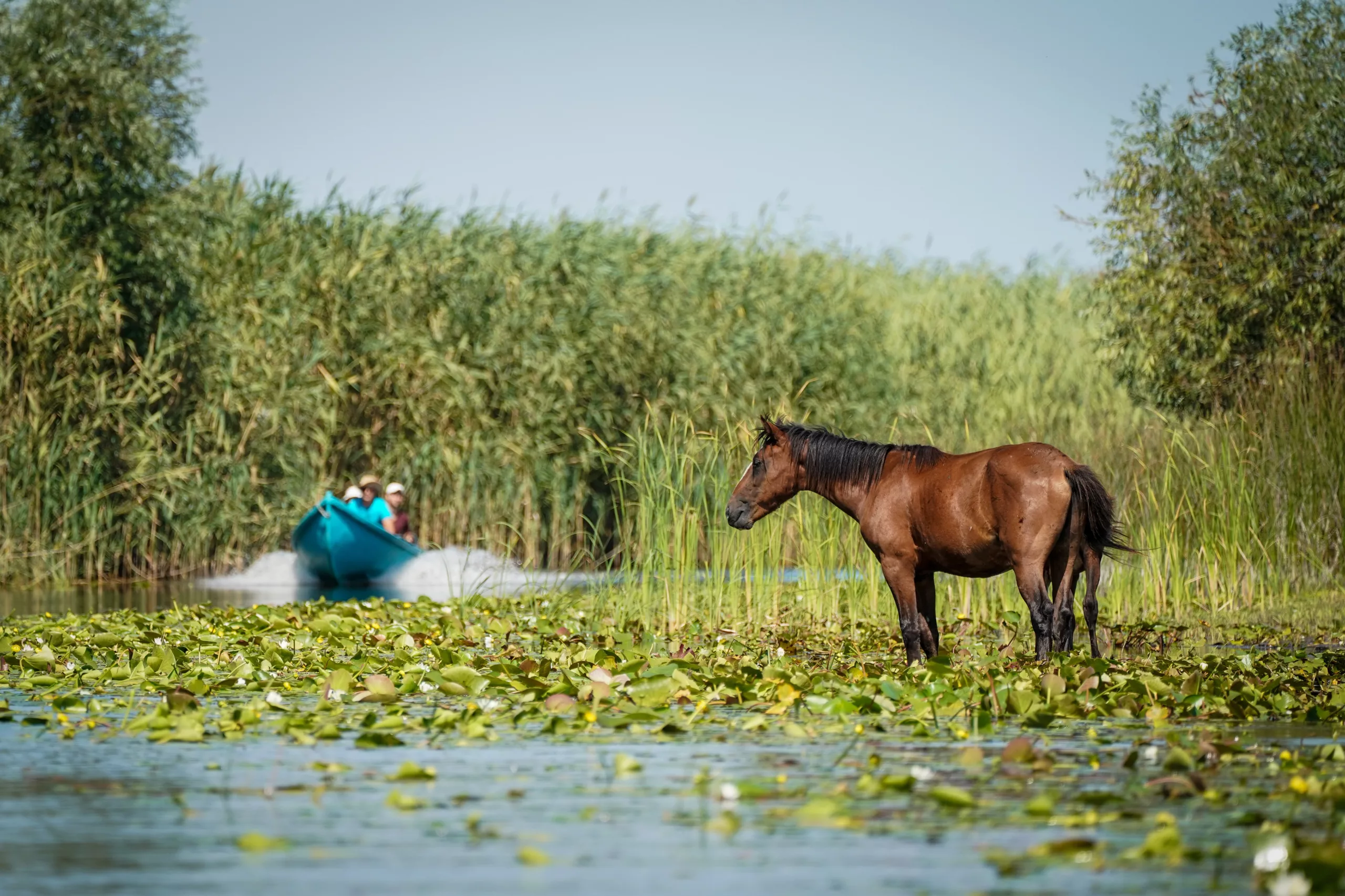 Cai sălbatici Letea în Delta Dunării România