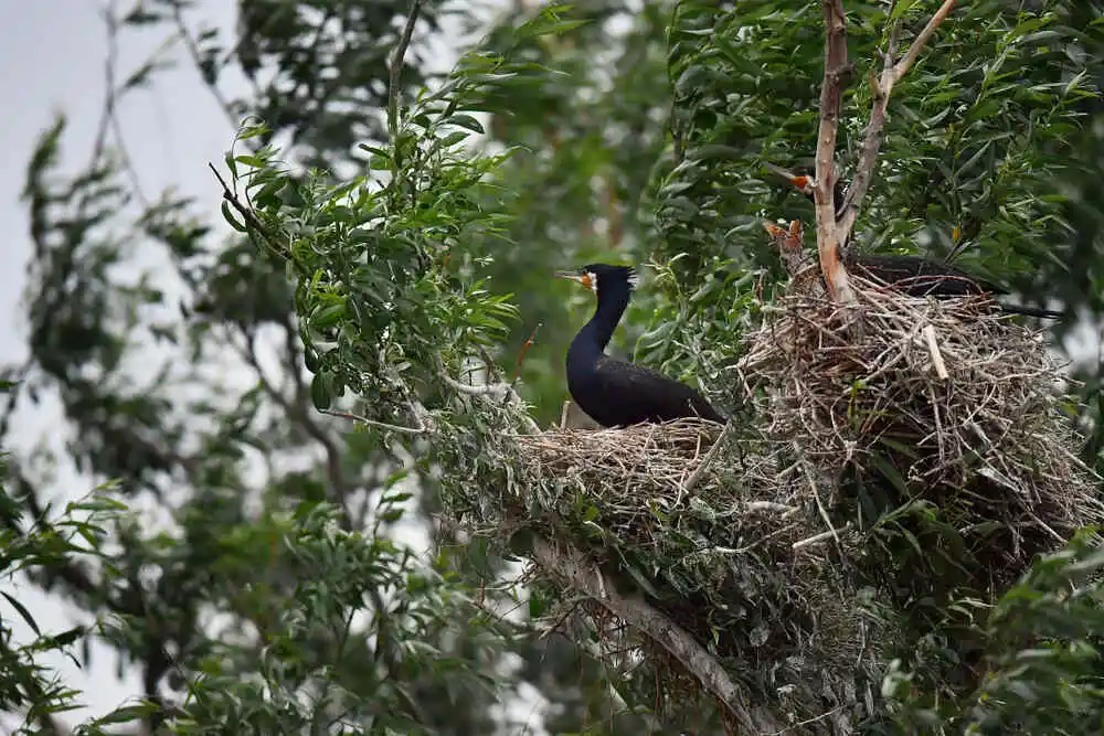 Cormoran în cuib, în Delta Dunării Romania