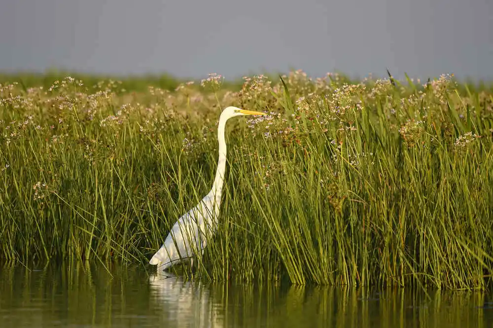 Egretă mare în Delta Dunării Romania