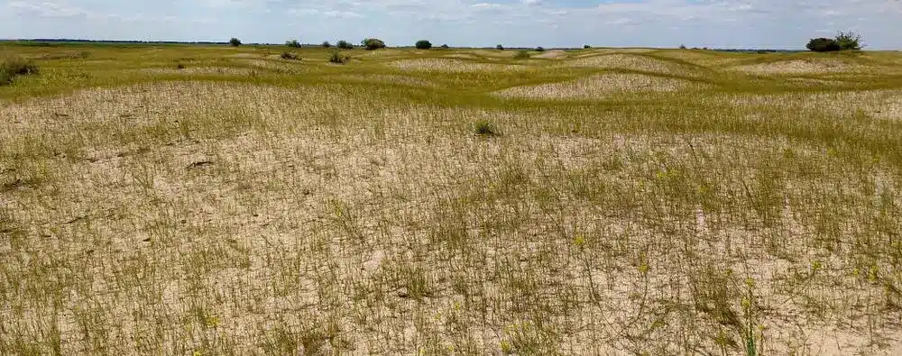 Dune de nisip în zona Caraorman