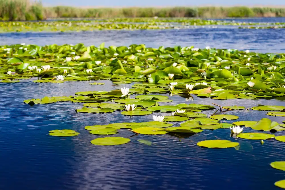 Nuferi albi, Delta Dunării