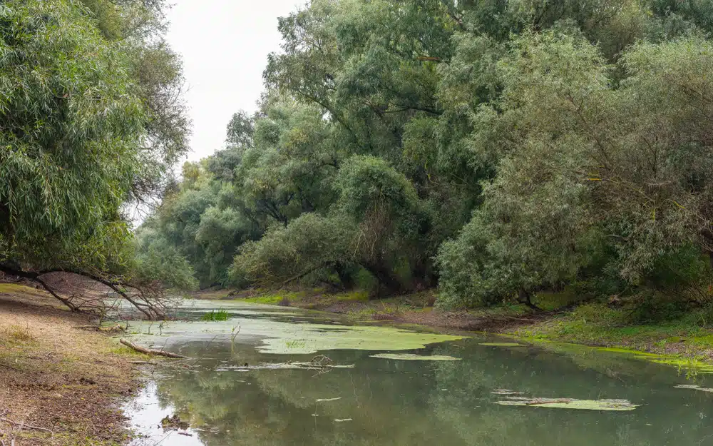 Sălcii în Delta Dunării